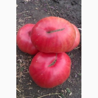 Семена помидор сорт Розовый великан