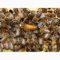 Бджоломатки (пчеломатки, матки)Бакфаст та Карпатка #2018