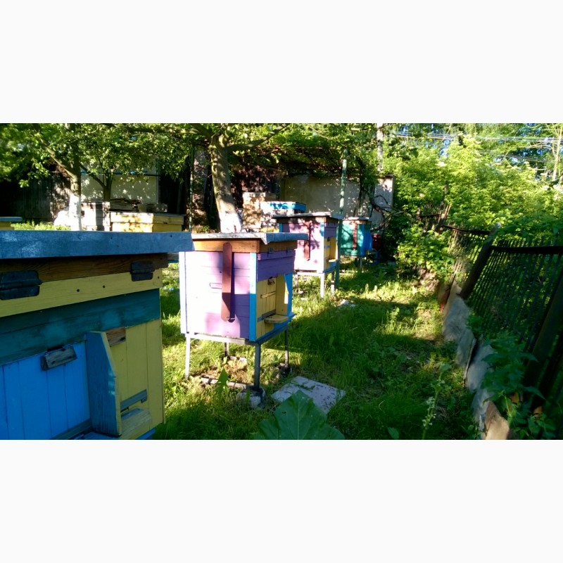 Фото 4. Бджоломатки (пчеломатки, матки)Бакфаст та Карпатка #2018