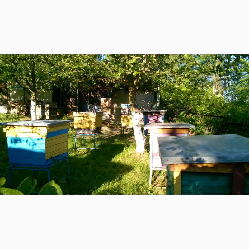 Фото 6. Бджоломатки (пчеломатки, матки)Бакфаст та Карпатка #2018