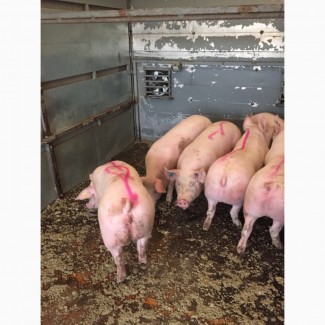 Фермерское Хозяйство на постоянной основе продаёт свиней беконных