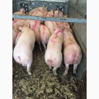 Фермерское Хозяйство на постоянной основе продаёт свиней беконных