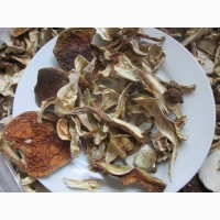Білі гриби / Белые грибы