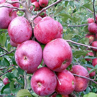 Продам красивые и качественные яблоки, сорт Флорина. В наличии 20 тонн
