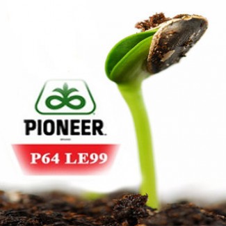 Семена Пионер П64ЛЕ99