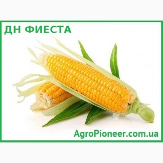 Продам гібрид кукурудзи ДН ФІЕСТА