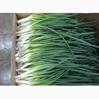 Продам зелёный лук перо 45.55см свежий 5 тонн