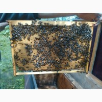 Віск воск бджолиний натуральний без домішок