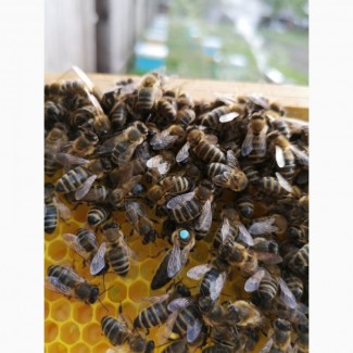 Приймаються замовлення на бджоломатки карніка 2021