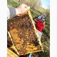 Приймаються замовлення на бджоломатки карніка 2021