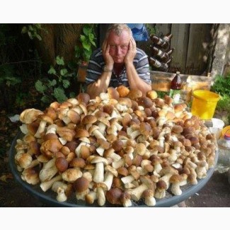 Продам грибы свежие 2020
