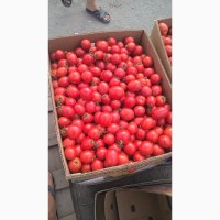 Куплю полевой помидор
