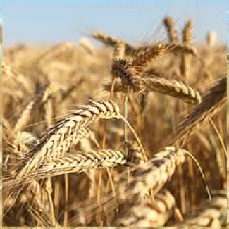 Продам посевной материал озимой пшеницы Москвич суперэлита Краснодарская селекция
