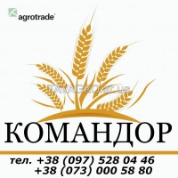 Продам Командор, яровой ячмень, 1 репродукция, документы