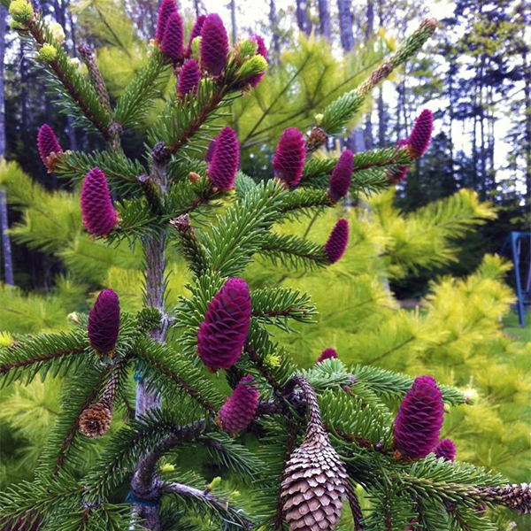 Picea abies acrocona