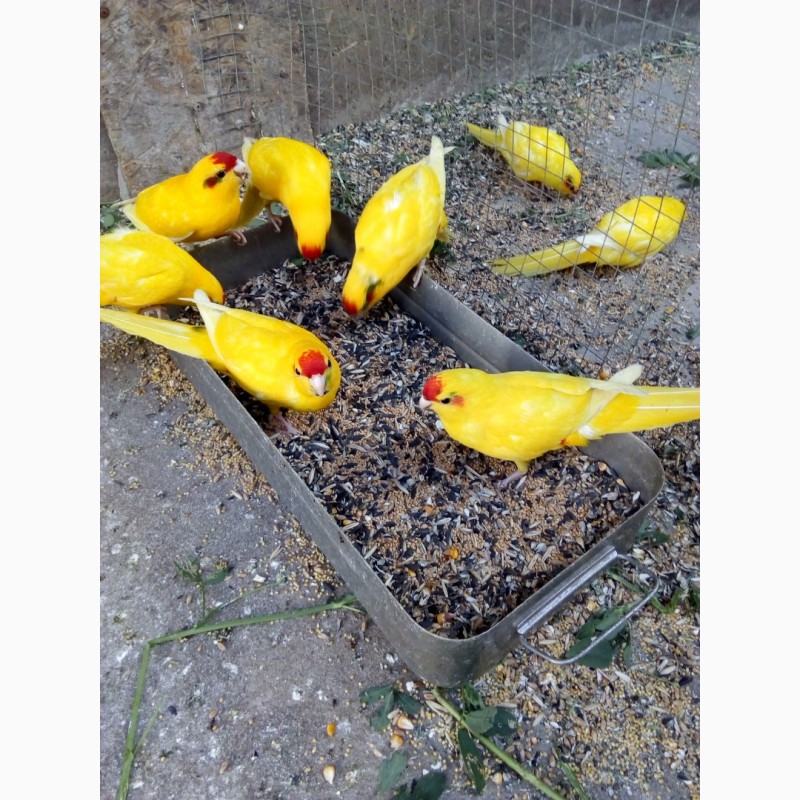 Фото 7. Продам попугаев, корелла и какарики
