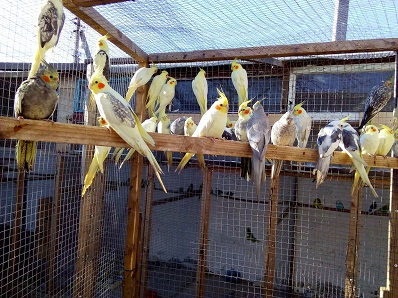 Фото 8. Продам попугаев, корелла и какарики