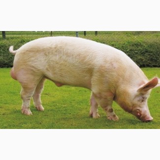 Продам свиней м#039;ясної породи