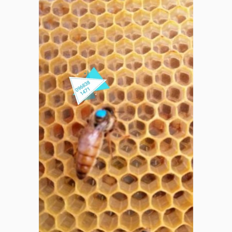 Фото 2. Матки бджоломатки продам