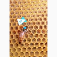 Матки бджоломатки продам