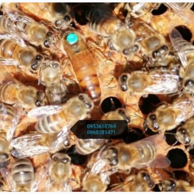 Фото 4. Матки бджоломатки продам