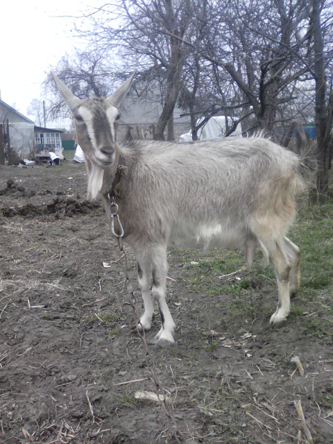 Фото 2. Продам дійні кози, козлики альпійська і заанеська породи.дорослі і молодняк