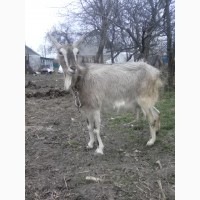 Продам дійні кози, козлики альпійська і заанеська породи.дорослі і молодняк
