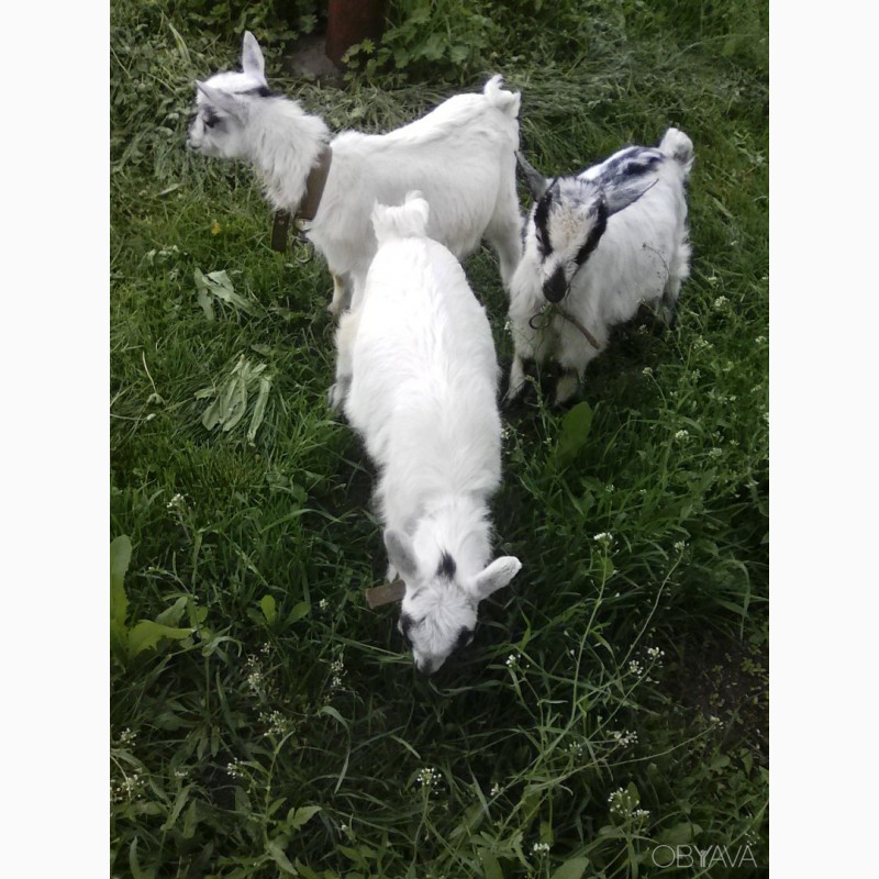 Фото 3. Продам дійні кози, козлики альпійська і заанеська породи.дорослі і молодняк