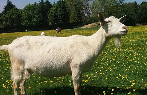 Фото 4. Продам дійні кози, козлики альпійська і заанеська породи.дорослі і молодняк