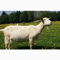 Продам дійні кози, козлики альпійська і заанеська породи.дорослі і молодняк