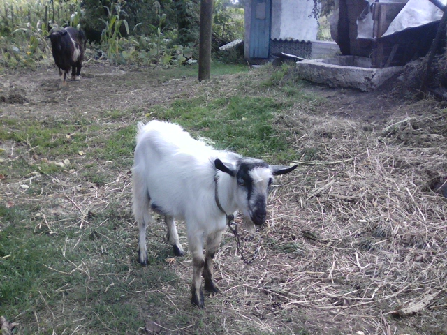 Фото 5. Продам дійні кози, козлики альпійська і заанеська породи.дорослі і молодняк