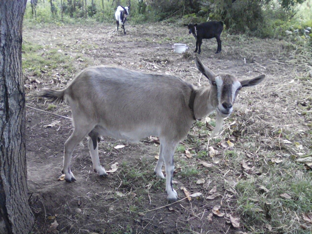Фото 6. Продам дійні кози, козлики альпійська і заанеська породи.дорослі і молодняк