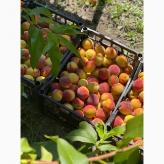 Продам персик свіжий з саду