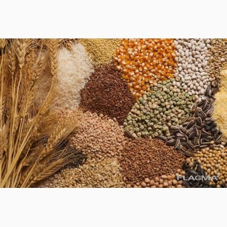Куплю пшениця, кукурудза, ячмінь, мертві відходи, овес, жито
