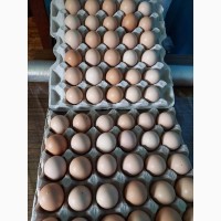 Продам Інкубаційне яйце КОББ-500. Бройлер
