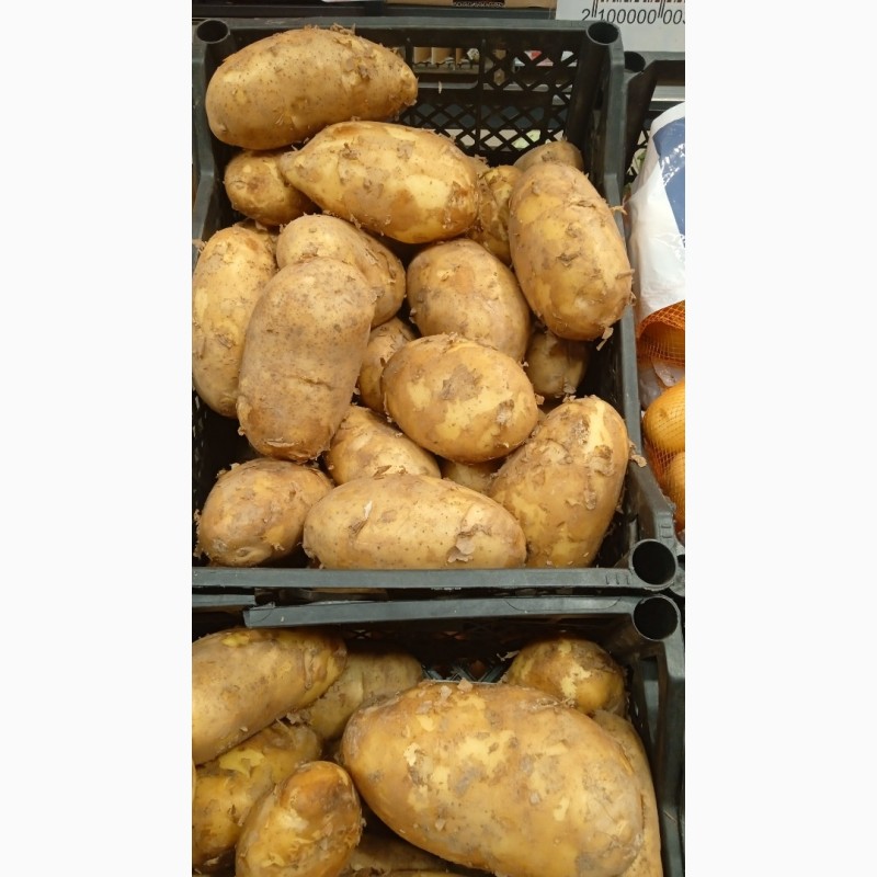 Фото 2. Продаем картофель урожай 2022 года