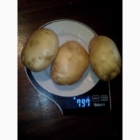 Продаем картофель урожай 2022 года