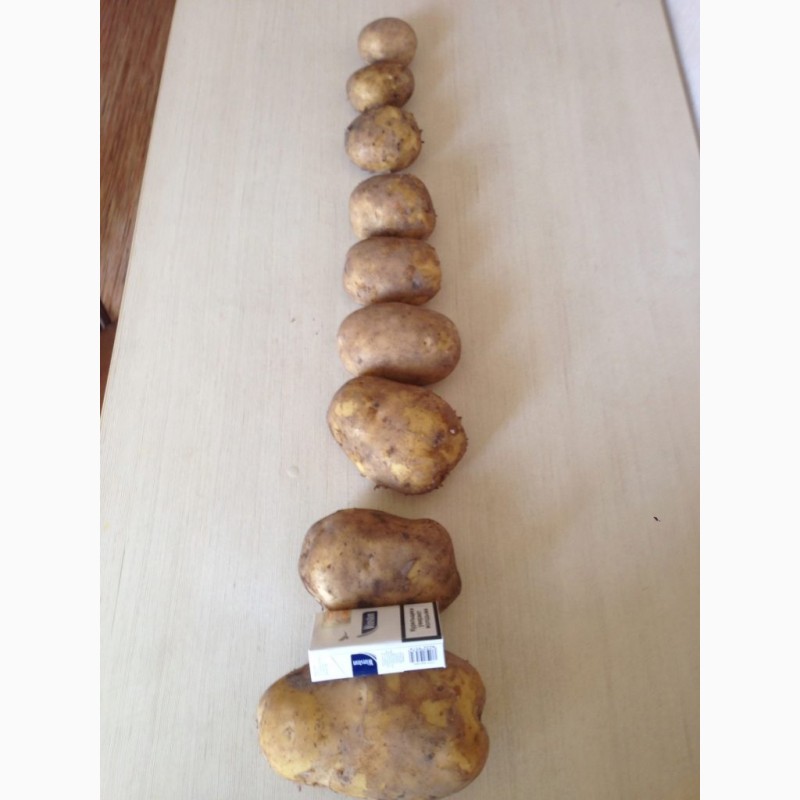 Фото 7. Продаем картофель урожай 2022 года