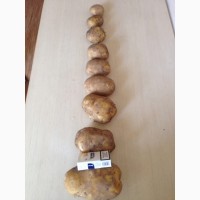 Продаем картофель урожай 2022 года