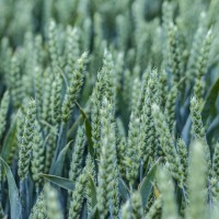 Продаємо посівний матеріал пшениці дворучки сорту Леннокс