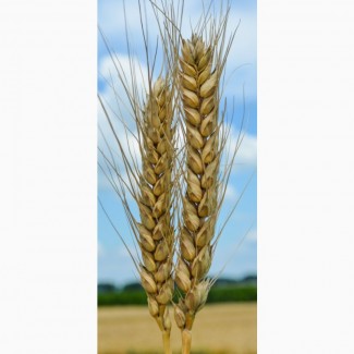 Семена озимой пшеницы ШЕСТОПАЛІВКА(Степова, врожай 2023р)