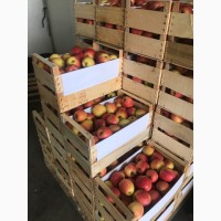 Продам яблука різних сортів з холодильника