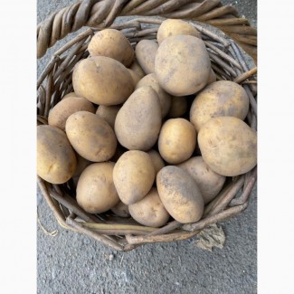 Продам картоплю сорт Ривьера