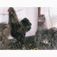 Інкубаційне яйце кур, курчата, Китайська шовкова смугаста, коричнева, блакитна