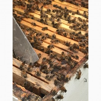 Бджолопакети 2024 (пчелопакеты), відводки, сім#039;ї
