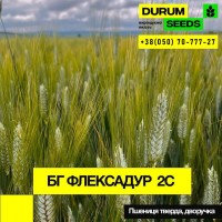 Пшениця тверда (дворучка) - BG Flexadur 2S / Durum Seeds /