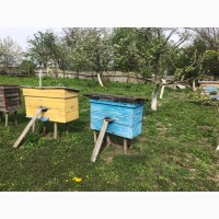 Продам бджоли сімї з вуликами