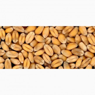 Насіння озимої пшениці ЛЕММІ 1Р «SAATEN-UNION»