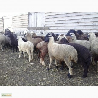 Продам овечек ягнят курдючных меринос каракуль