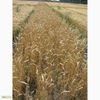 Семена пшеницы озимой - сорт Фаворитка. Элита и 1 репродукция